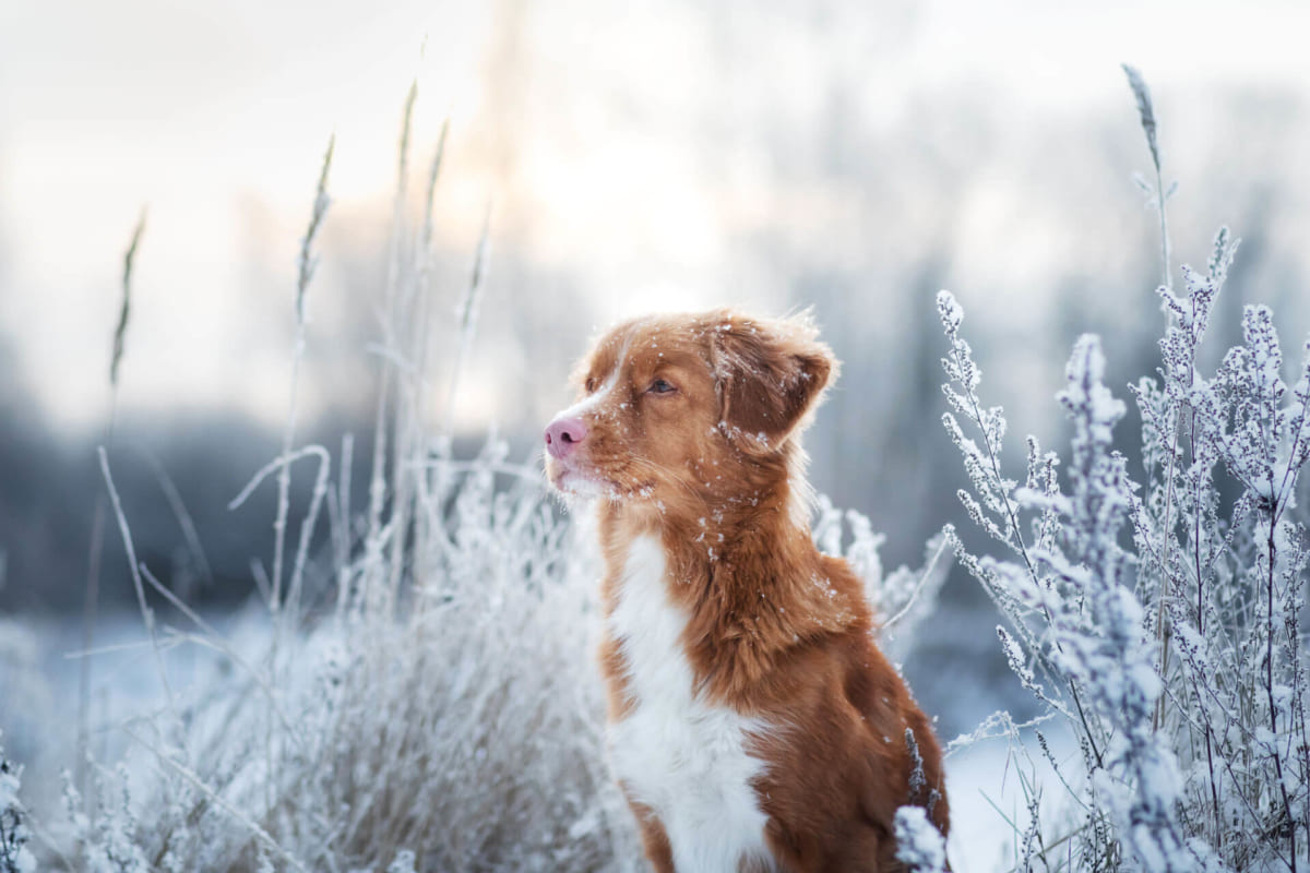 Revealing Solutions To Keep Pets Warm In Winter