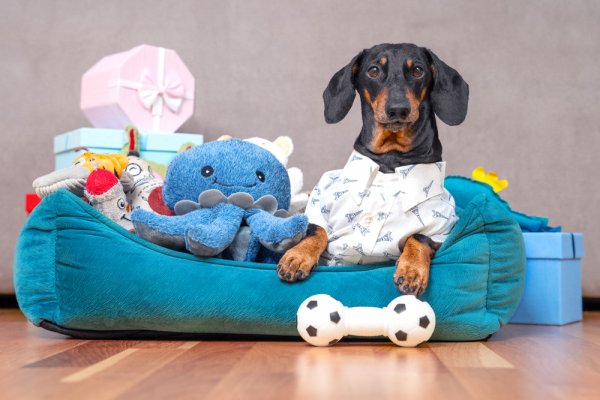 How To Find Safe And Appropriate Pet Toys